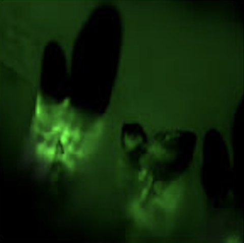 Figure from accelerated whole tooth regeneraation (New teeth)