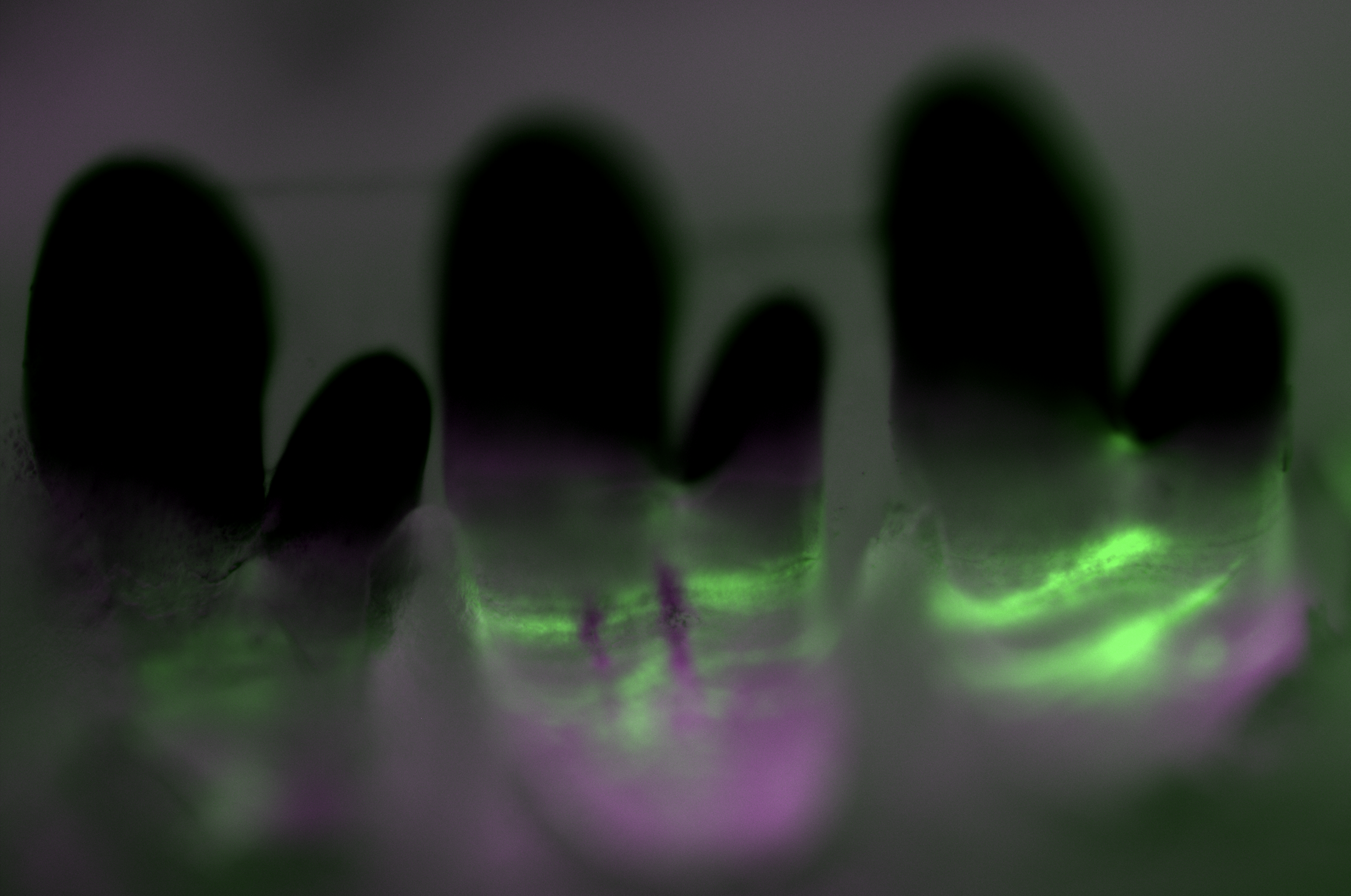 Figure from accelerated whole tooth regeneraation