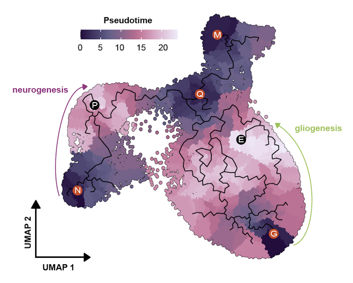 Figure from scGENUS vertebrate forebrain evolution
