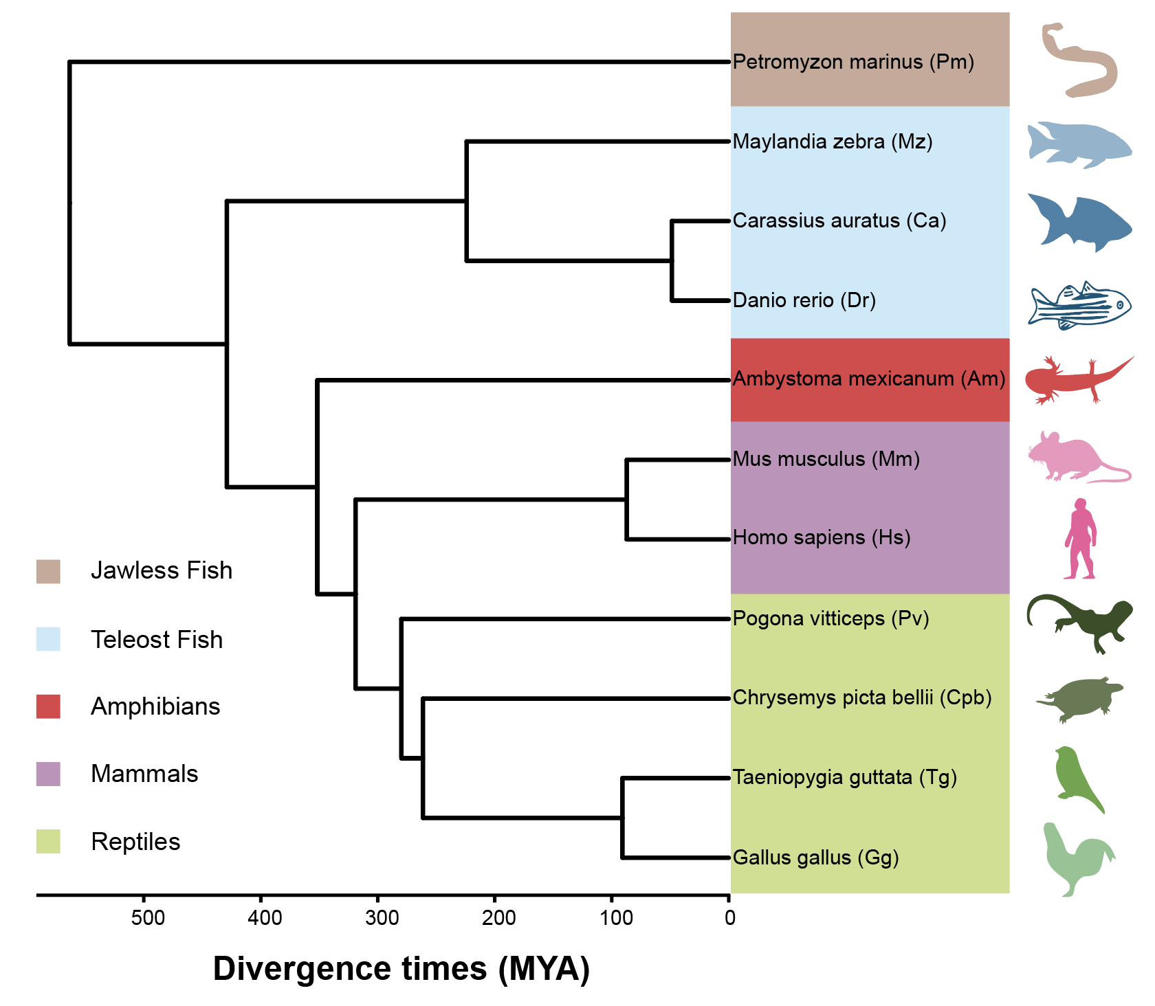 Figure from scGENUS vertebrate forebrain evolution